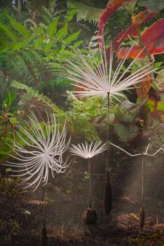 Dandelion’s Odyssey
