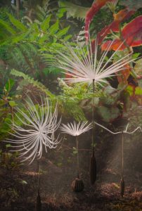 Dandelion’s Odyssey